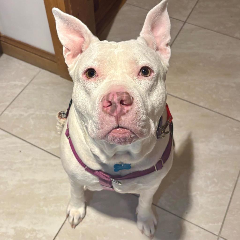 Enlarge Aurora, a Adoptable Mixed Breed in State College, PA image 1/6