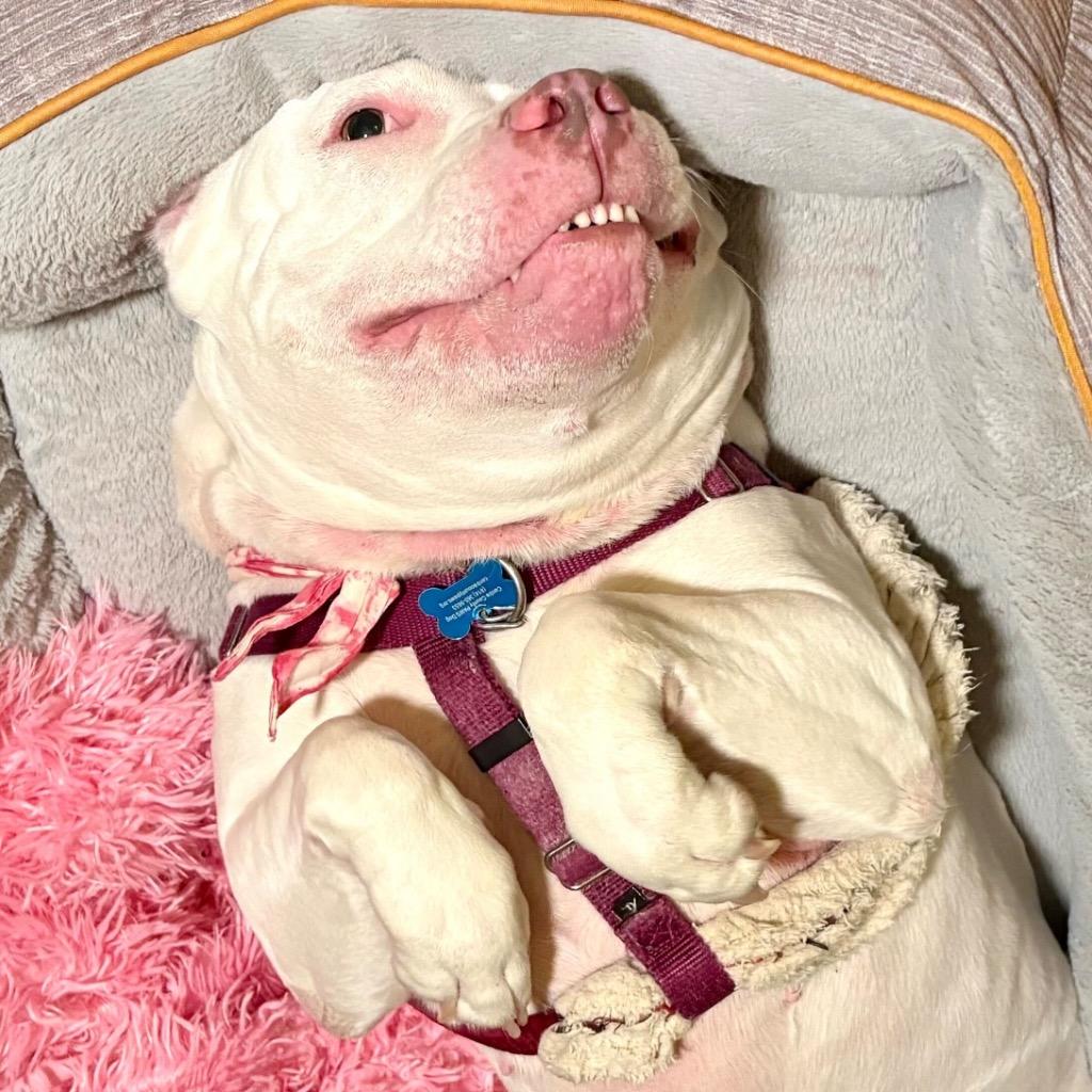 Aurora, Adoptable, Adult Female Mixed Breed.