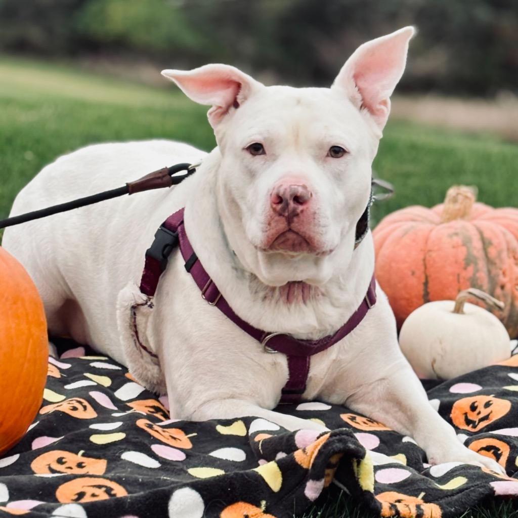 Enlarge Aurora, a Adoptable Mixed Breed in State College, PA image 2/6