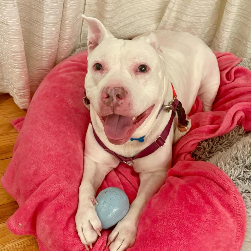 Enlarge Aurora, a Adoptable Mixed Breed in State College, PA image 4/6