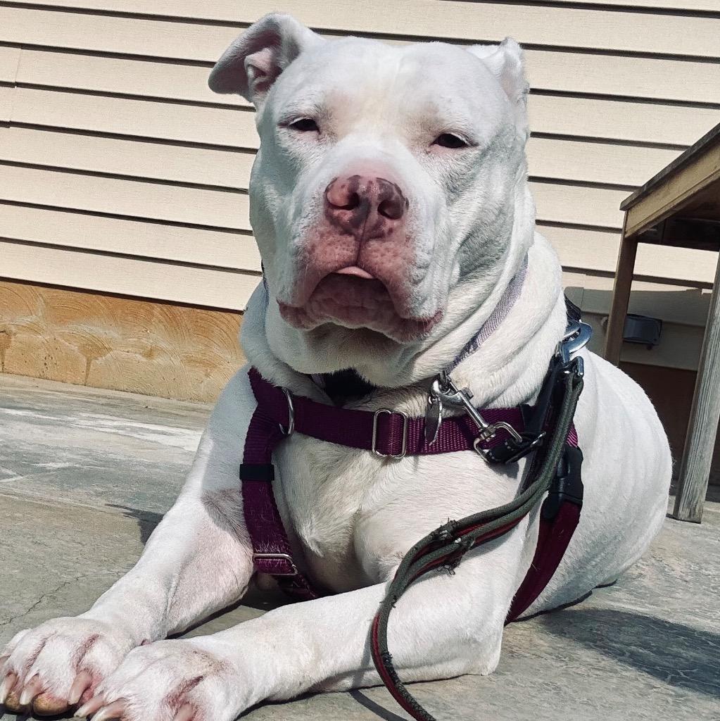 Enlarge Aurora, a Adoptable Mixed Breed in State College, PA image 3/6