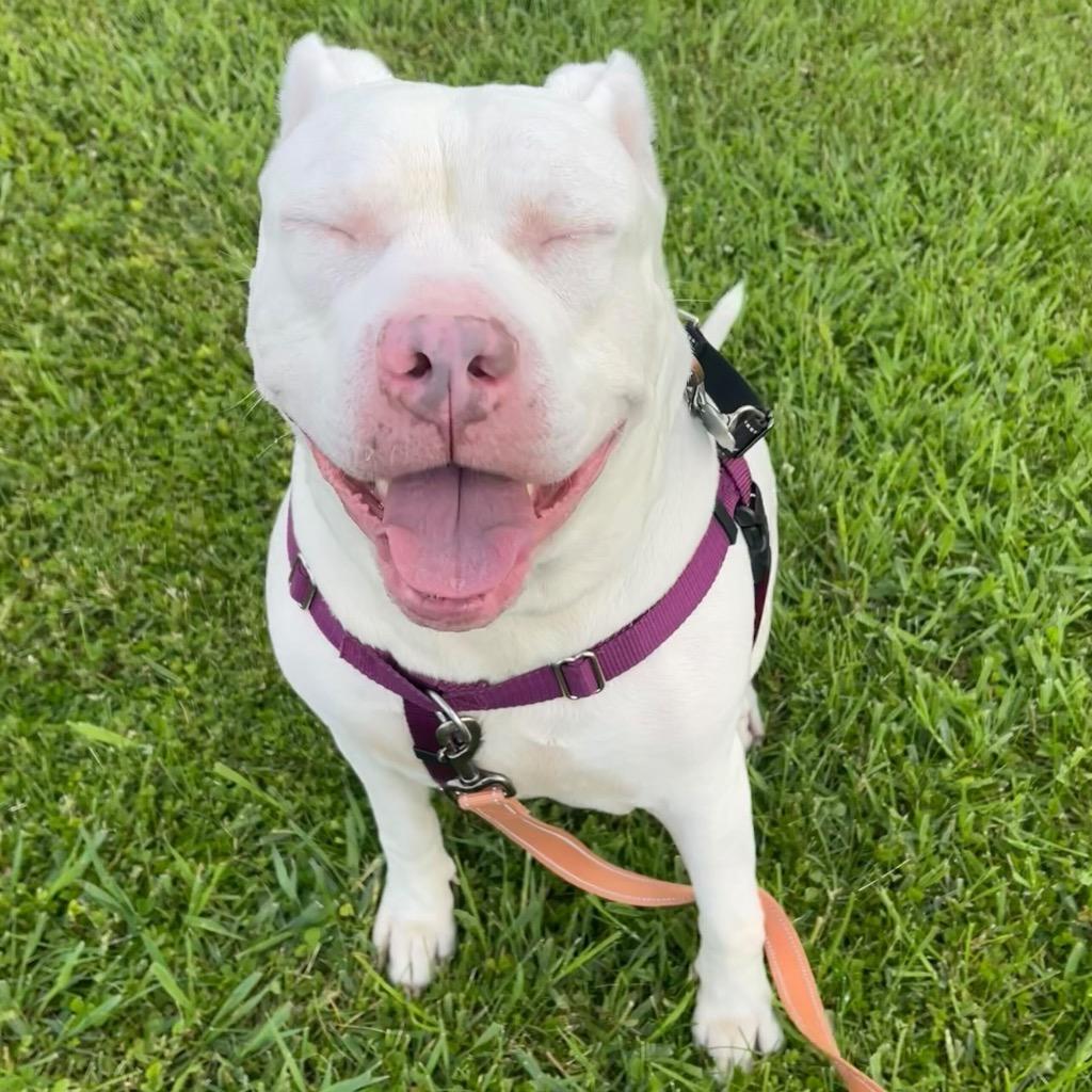 Enlarge Aurora, a Adoptable Mixed Breed in State College, PA image 4/6
