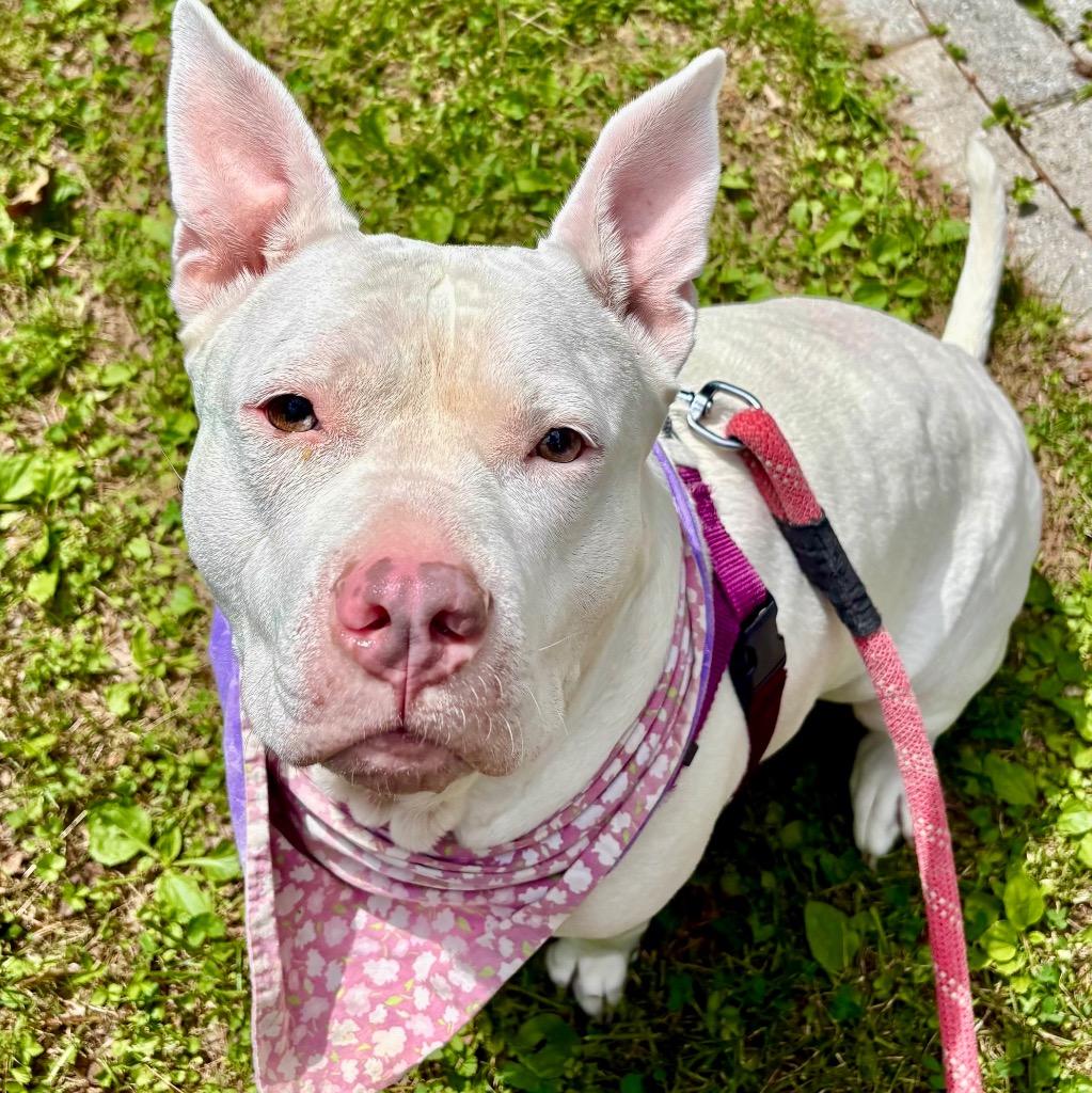 Aurora, a Adoptable Mixed Breed in State College, PA image 5/6