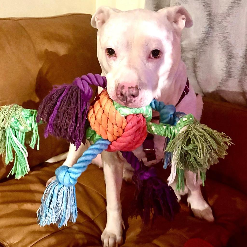 Enlarge Aurora, a Adoptable Mixed Breed in State College, PA image 4/6