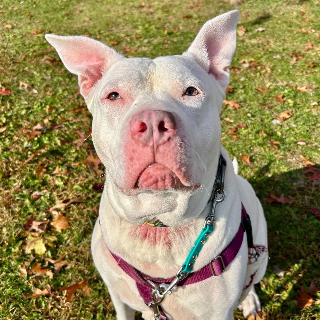 Enlarge Aurora, a Adoptable Mixed Breed in State College, PA image 5/6