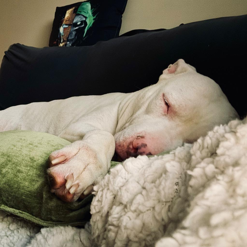 Enlarge Aurora, a Adoptable Mixed Breed in State College, PA image 5/6