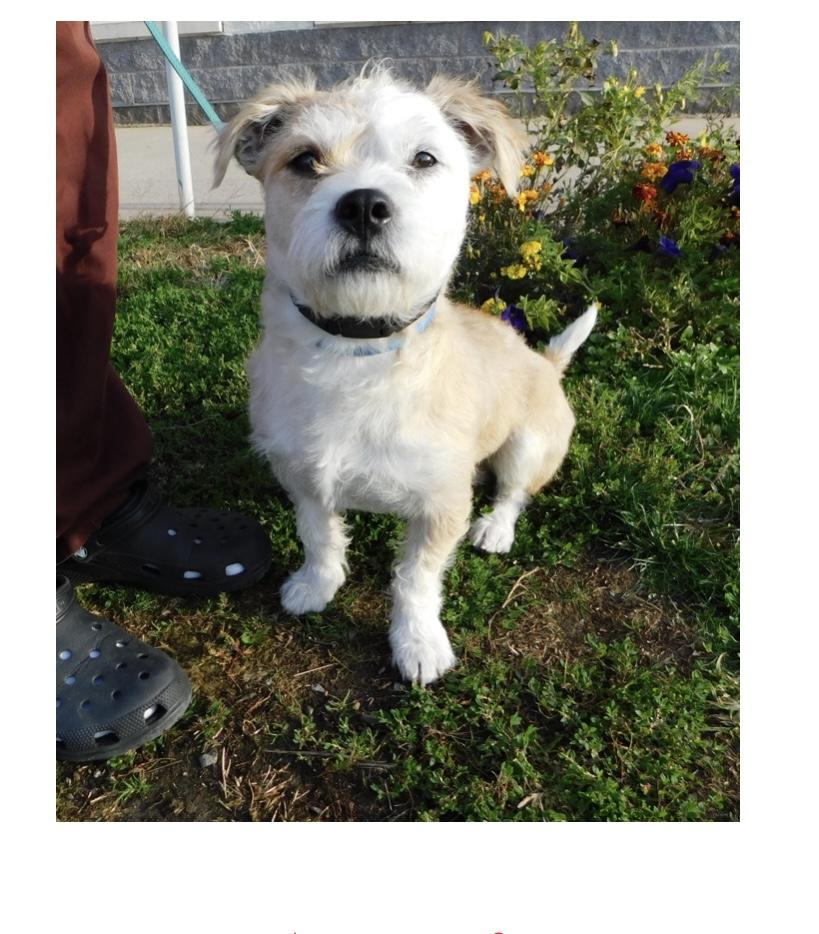 Cody, a Adoptable mixed breed in Pottsville, PA image 1/2