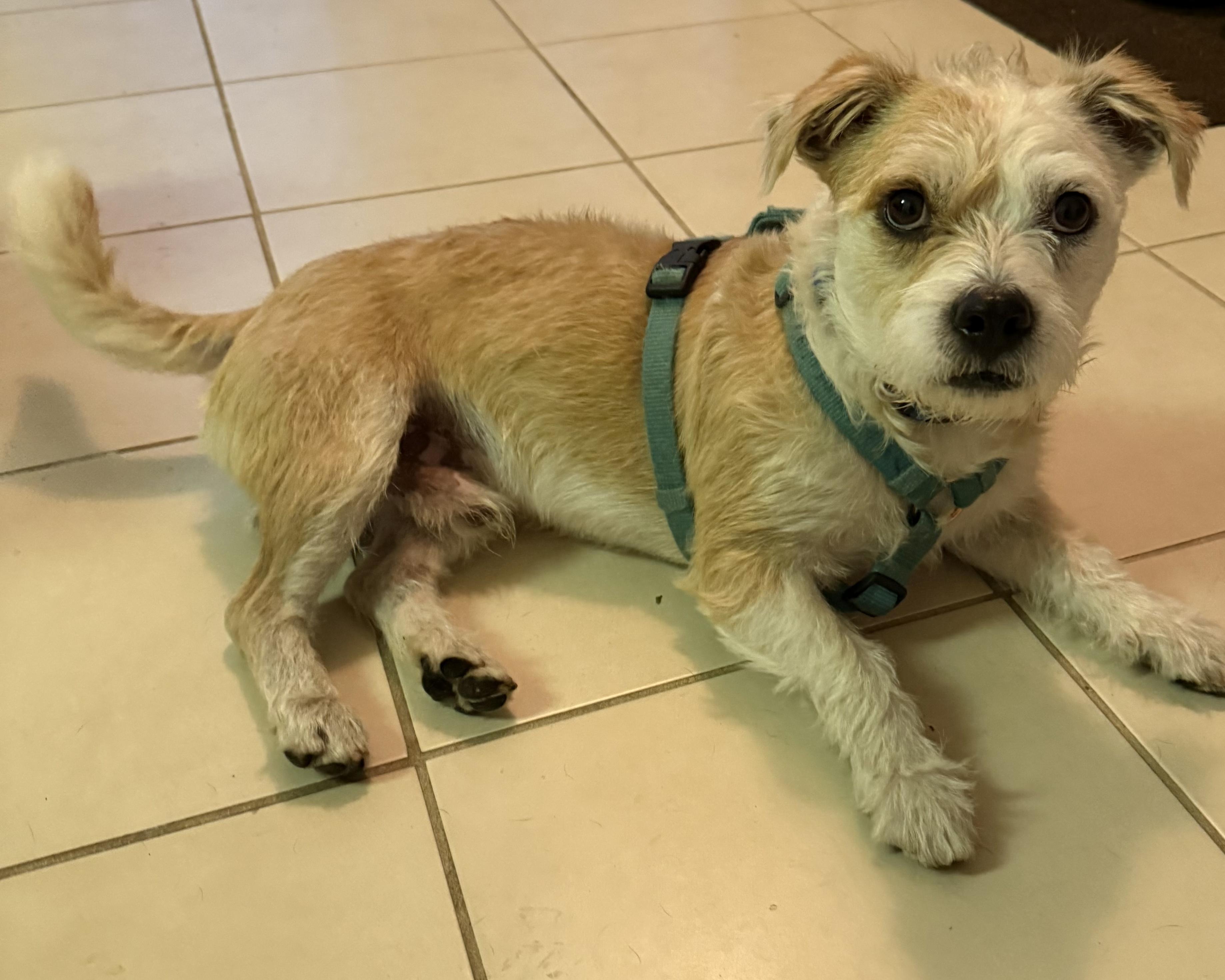 Cody, a Adoptable mixed breed in Pottsville, PA image 2/2