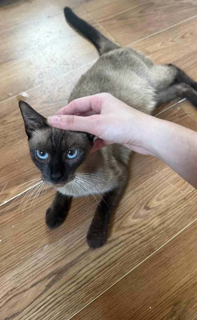 Wisteria, Adoptable, Young Female Siamese.