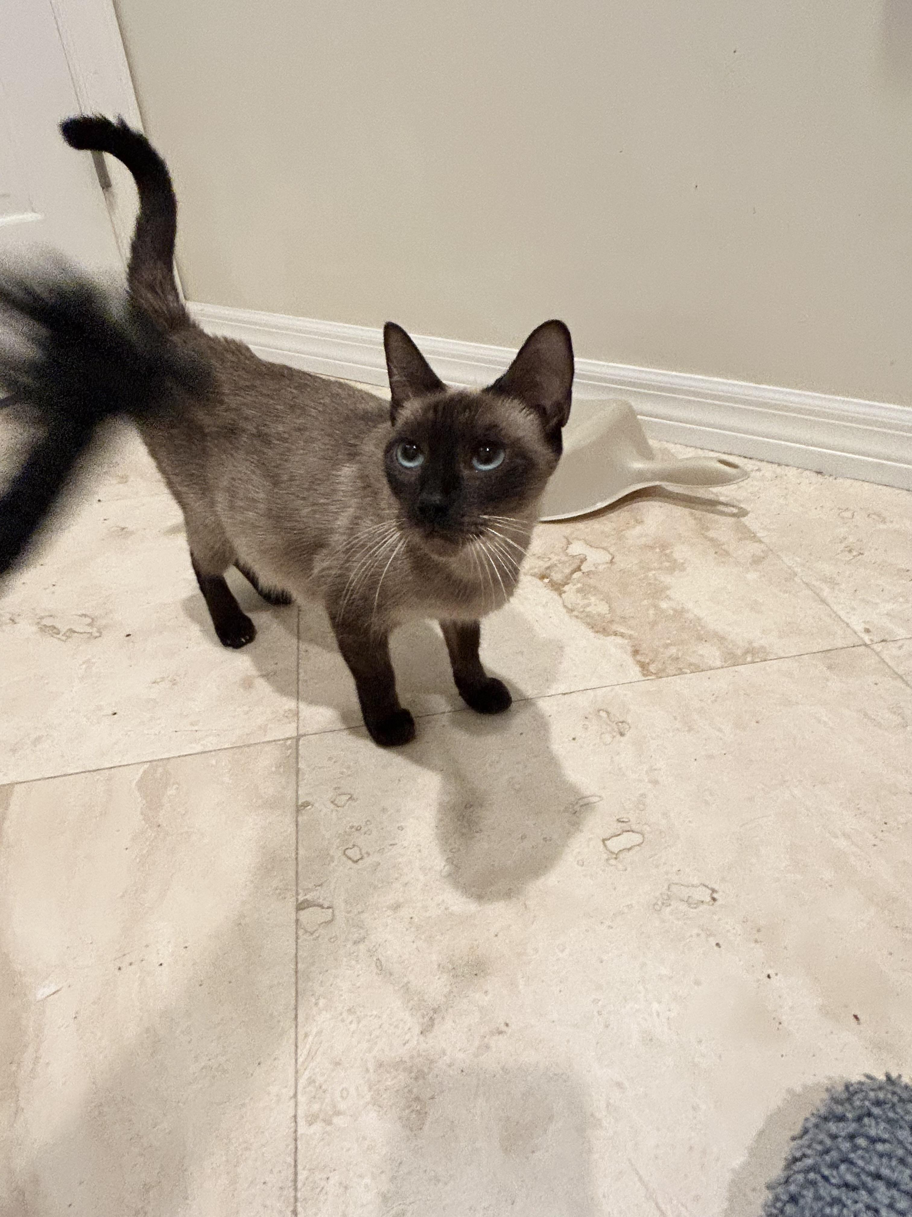 Enlarge Wisteria, a Adoptable Siamese in Bradenton, FL image 2/3