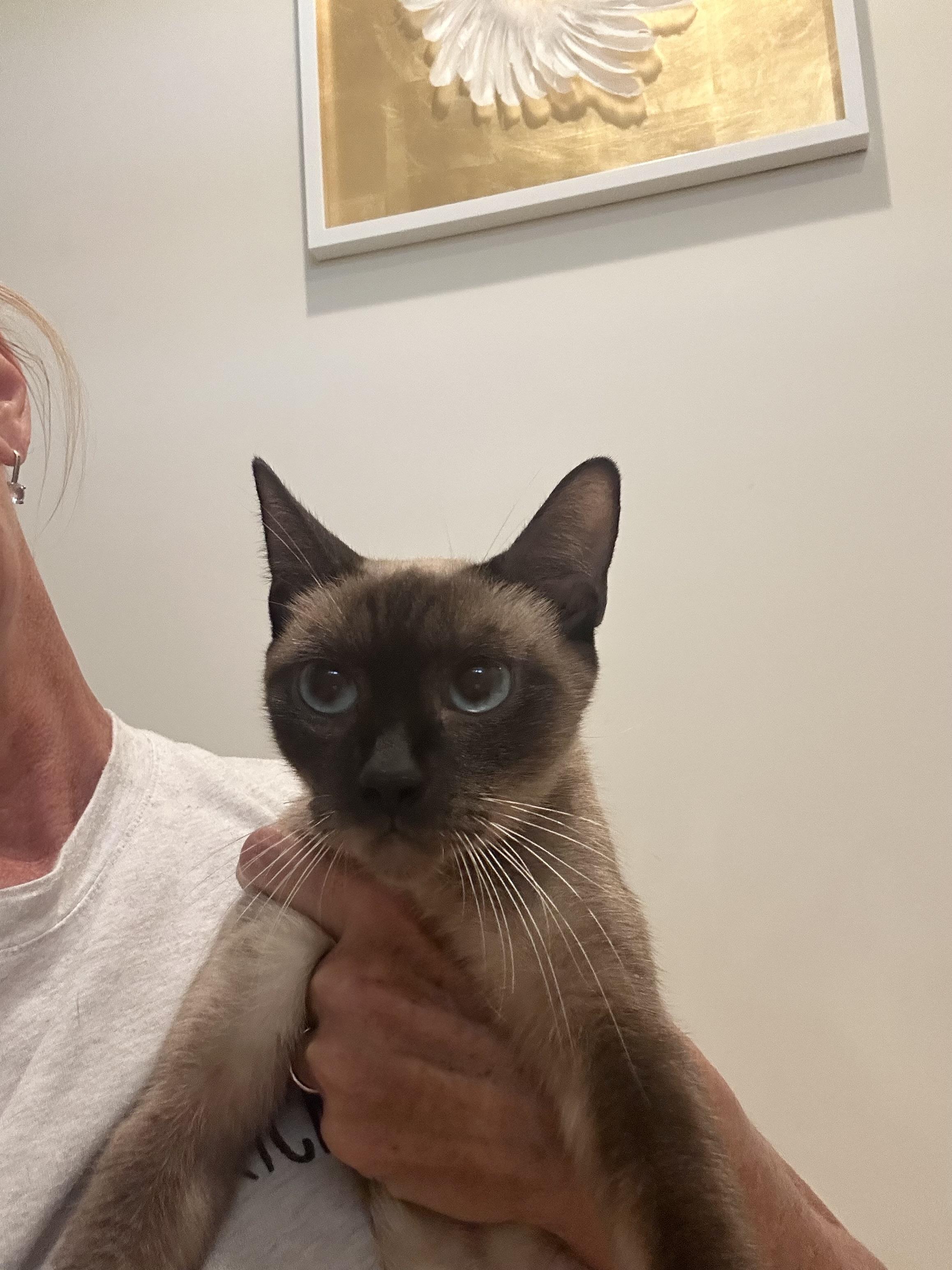 Enlarge Wisteria, a Adoptable Siamese in Bradenton, FL image 3/3