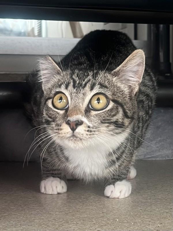 Acorn, Adoptable, Young Female Domestic Short Hair.