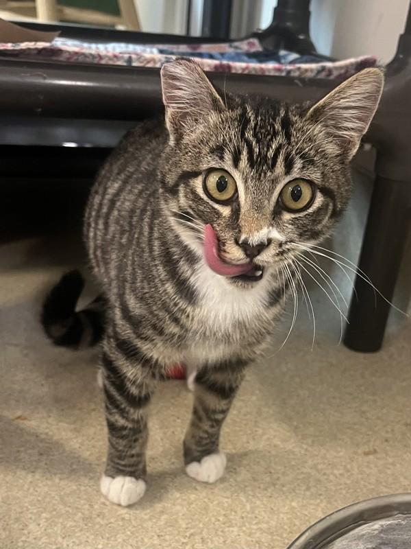 Enlarge Acorn, a Adoptable mixed breed in Santa Rosa, CA image 2/6