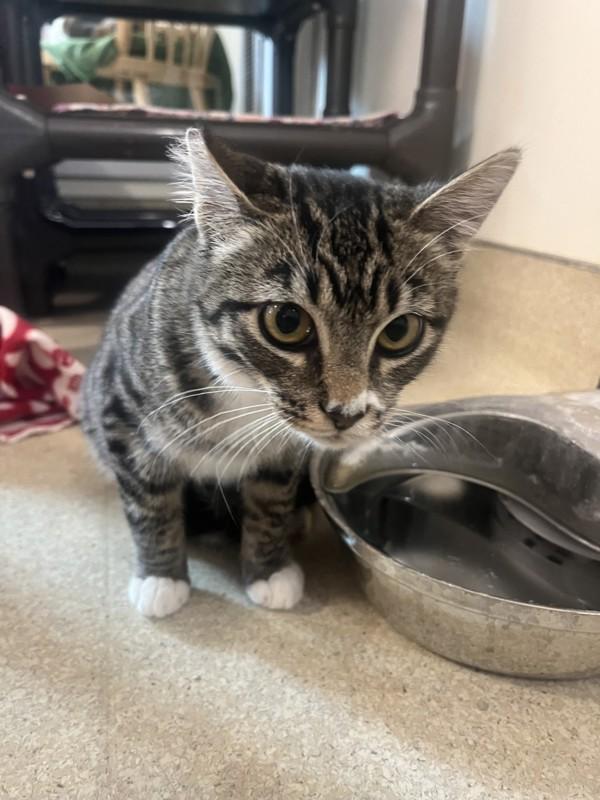 Enlarge Acorn, a Adoptable mixed breed in Santa Rosa, CA image 3/6