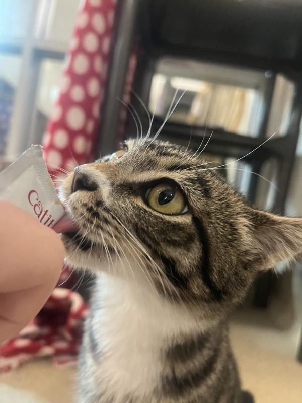 Enlarge Acorn, a Adoptable mixed breed in Santa Rosa, CA image 4/6