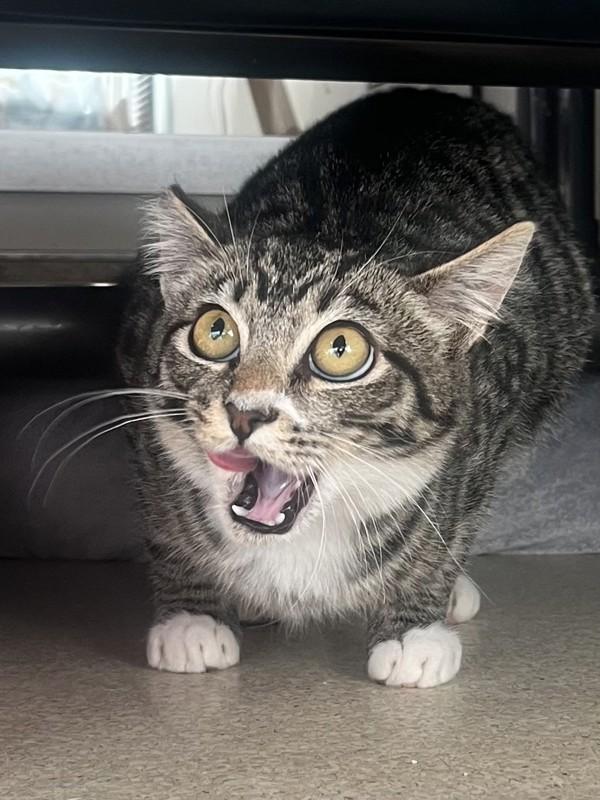 Enlarge Acorn, a Adoptable mixed breed in Santa Rosa, CA image 5/6