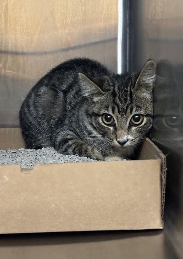 Enlarge Acorn, a Adoptable mixed breed in Santa Rosa, CA image 6/6