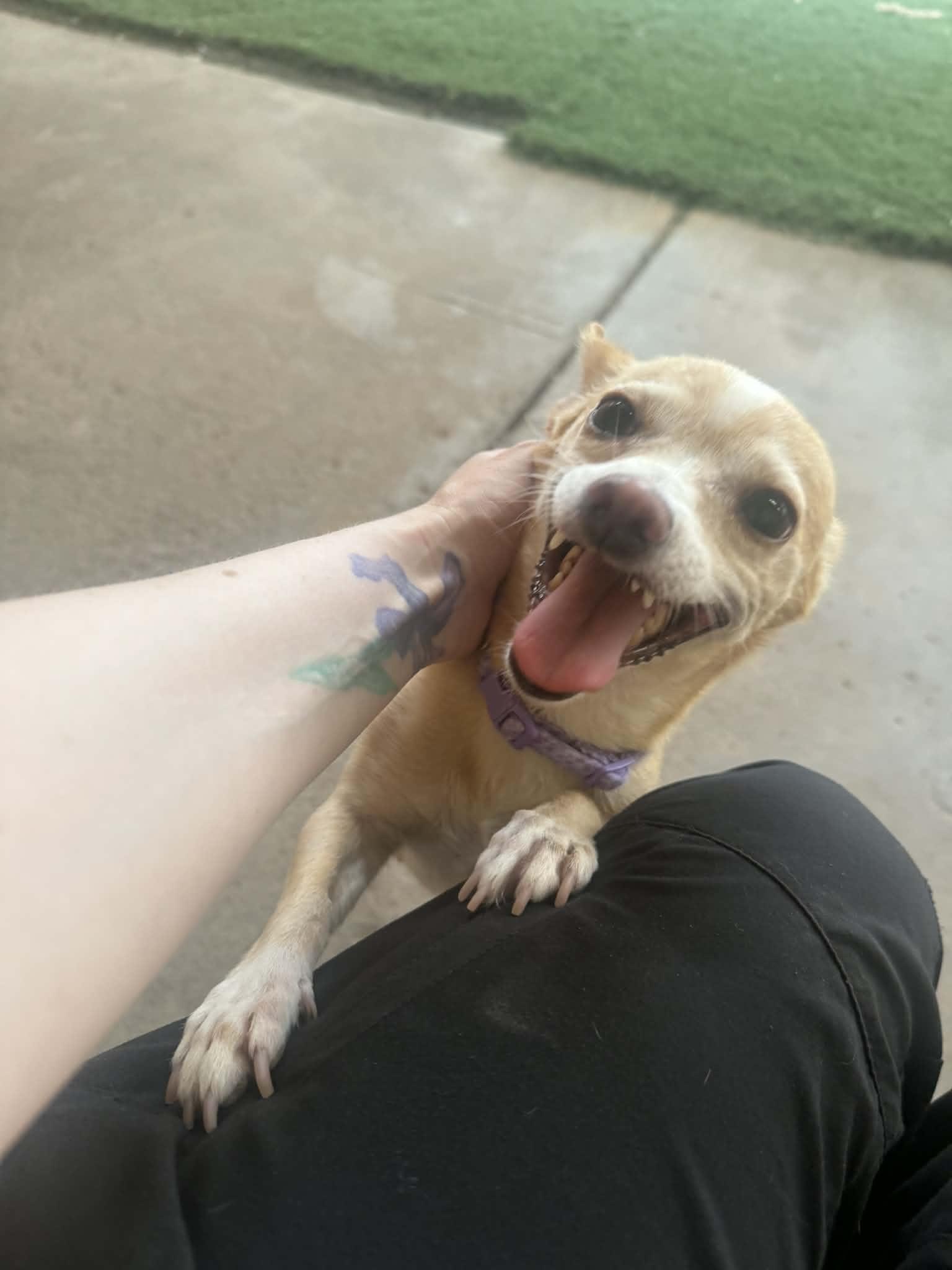Yuzu, a ADOPTABLE mixed breed in PHOENIX, AZ image 4/6