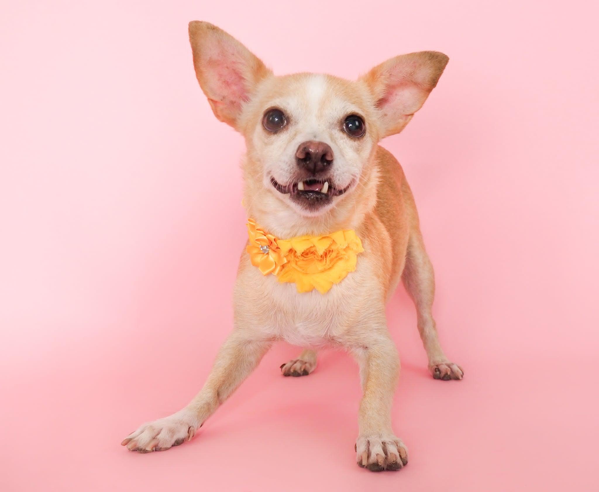 Yuzu, a ADOPTABLE mixed breed in PHOENIX, AZ image 5/6