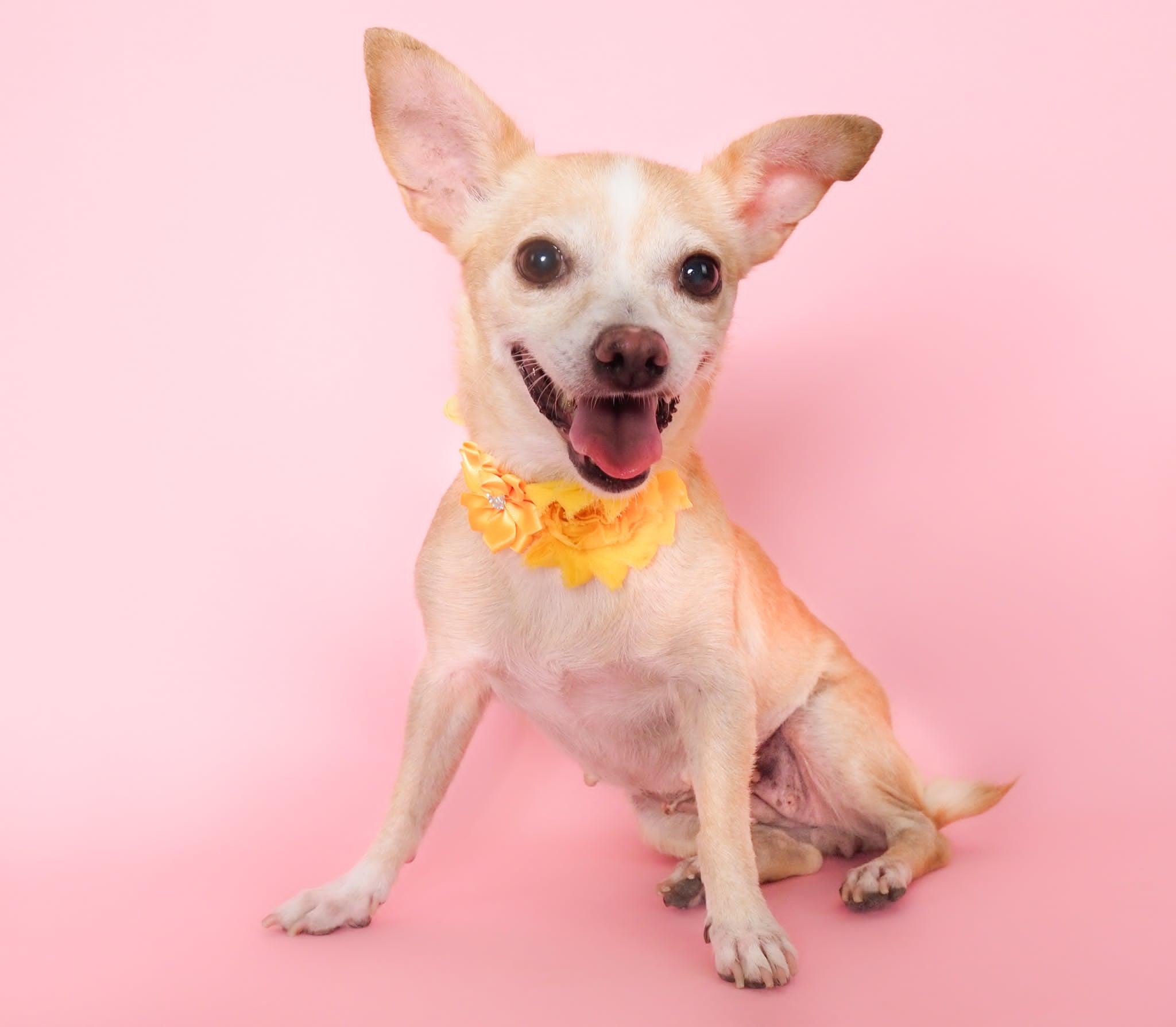 Yuzu, a ADOPTABLE mixed breed in PHOENIX, AZ image 6/6