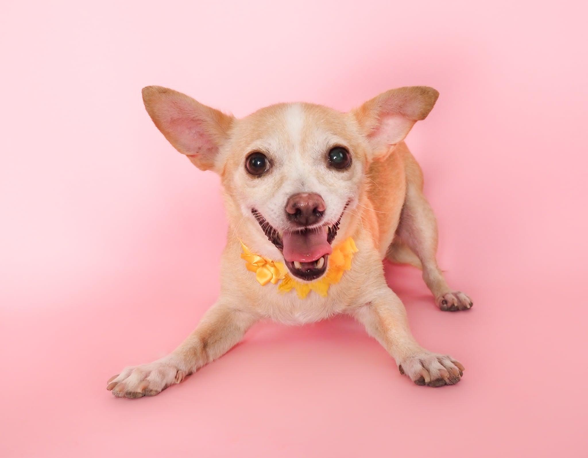 Yuzu, a ADOPTABLE mixed breed in PHOENIX, AZ image 3/6
