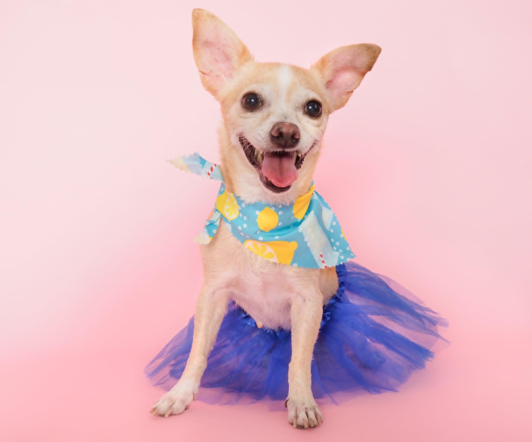 Yuzu, ADOPTABLE, Adult Female Chihuahua.