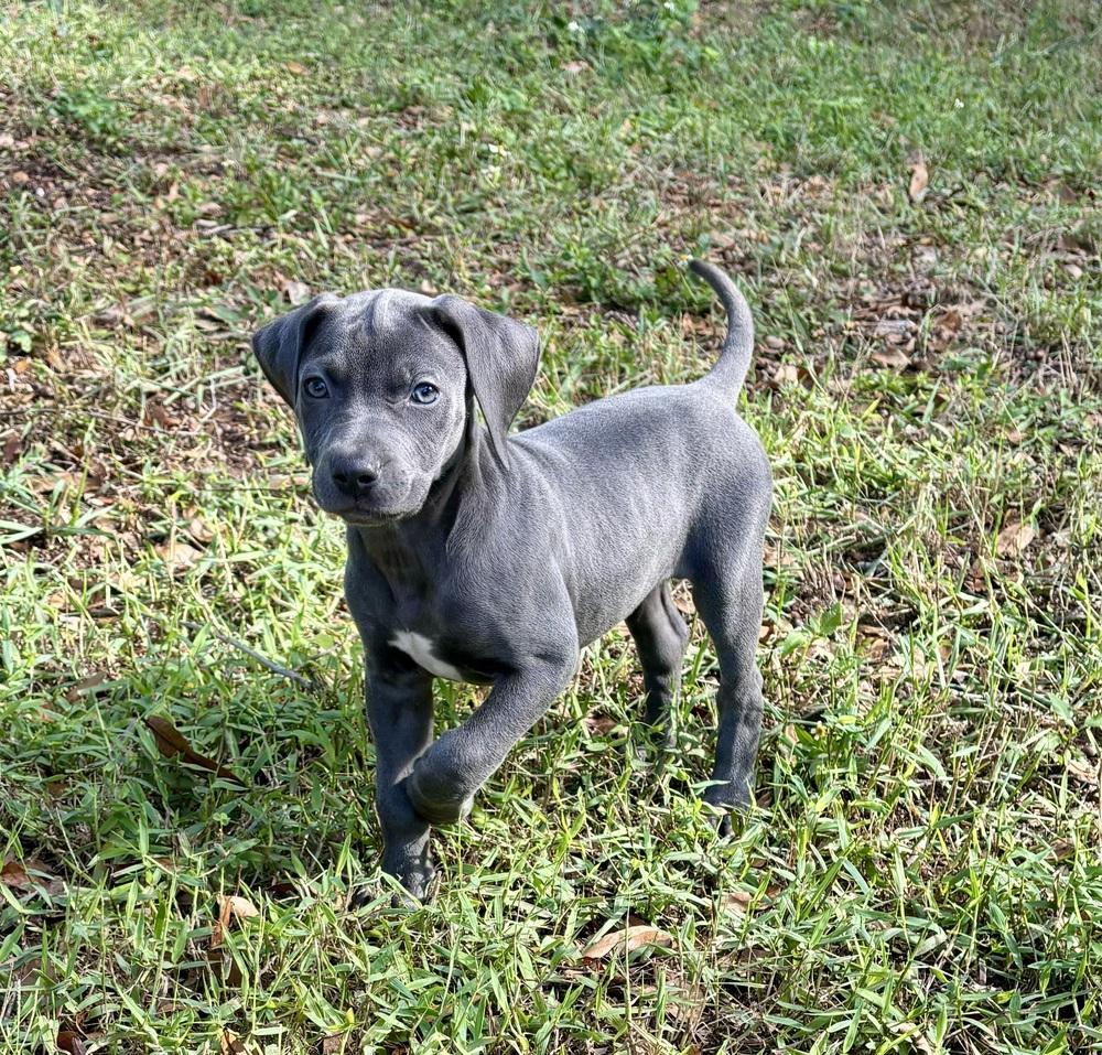 PJ, Adoptable, Puppy Female Catahoula Leopard Dog.