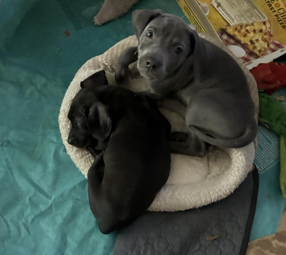 PJ, a Adoptable mixed breed in Orlando, FL image 2/4