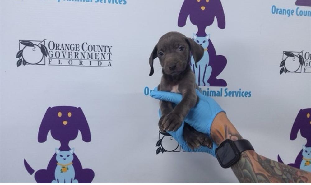 PJ, a Adoptable mixed breed in Orlando, FL image 3/4