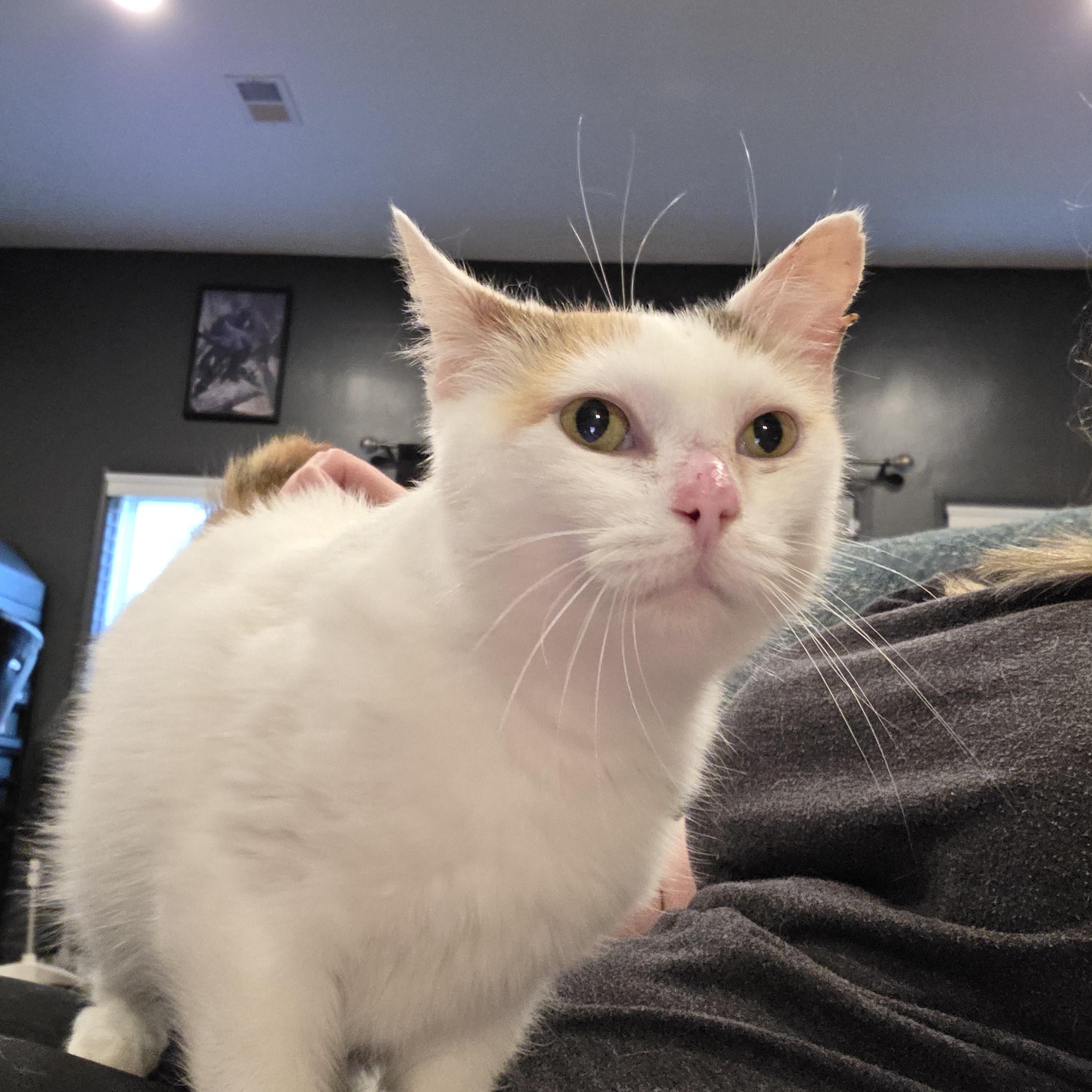 Enlarge Starburst, a Adoptable Domestic Medium Hair in Nashville, TN image 3/6