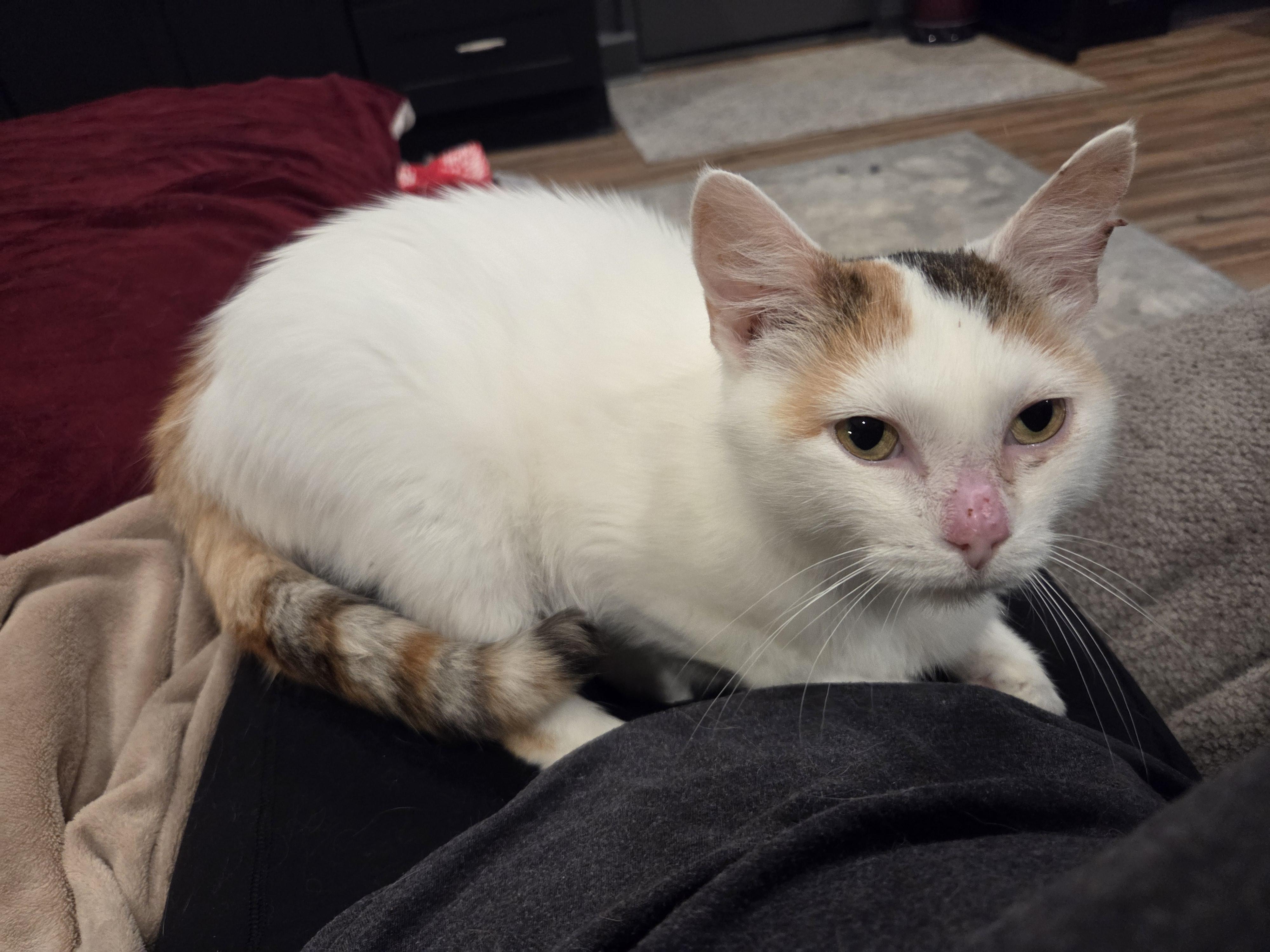 Enlarge Starburst, a Adoptable Domestic Medium Hair in Nashville, TN image 2/6