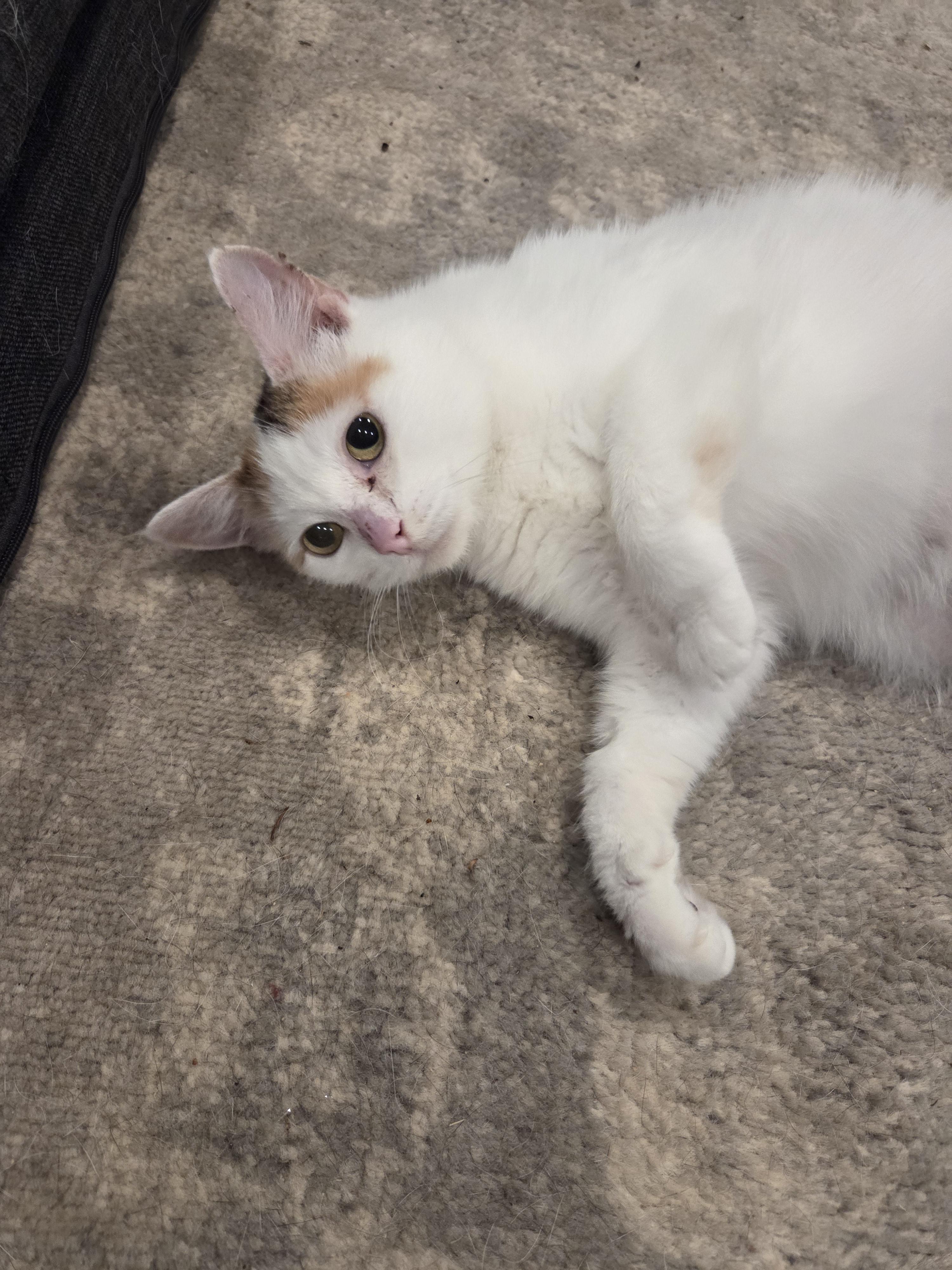 Enlarge Starburst, a Adoptable Domestic Medium Hair in Nashville, TN image 4/6