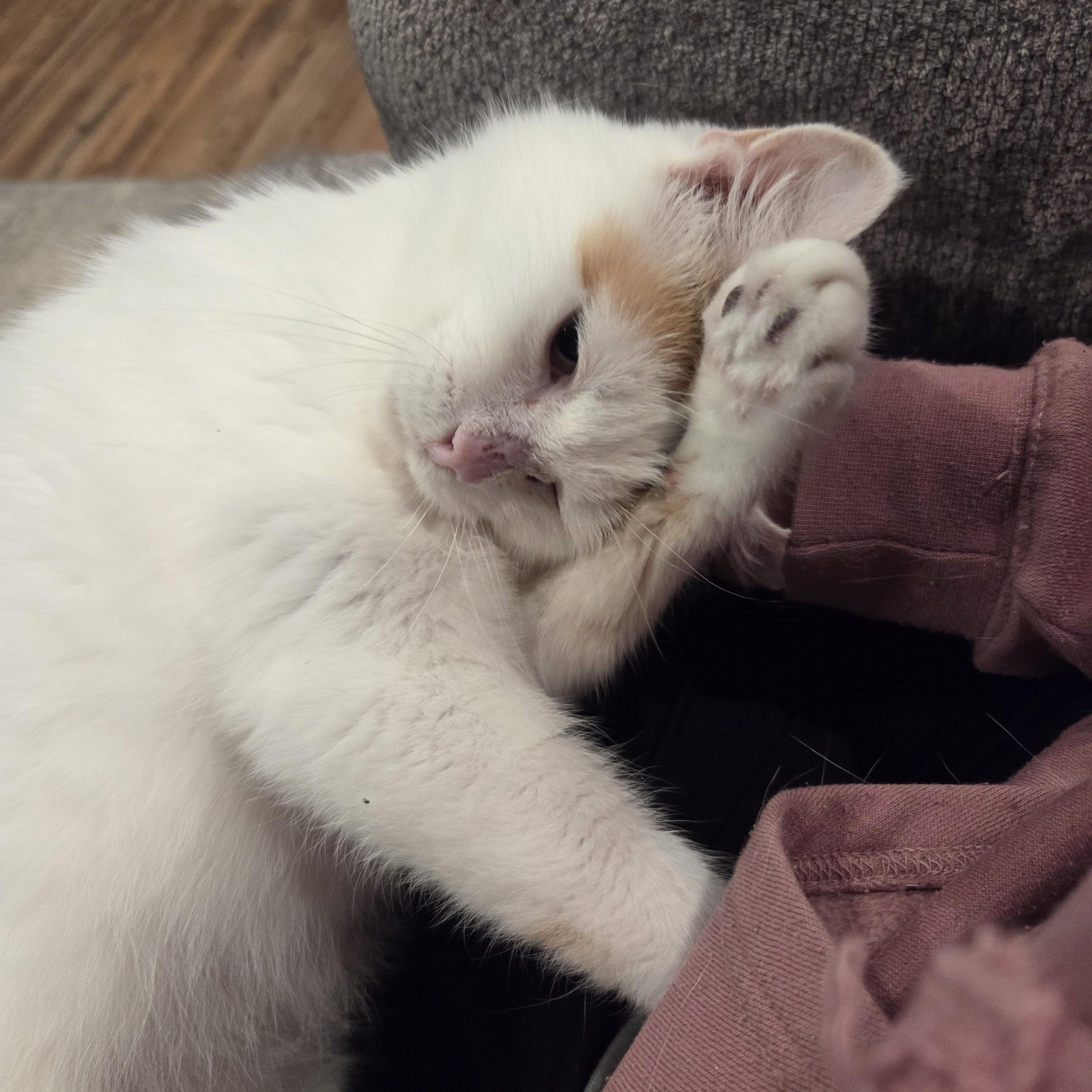 Enlarge Starburst, a Adoptable Domestic Medium Hair in Nashville, TN image 5/6