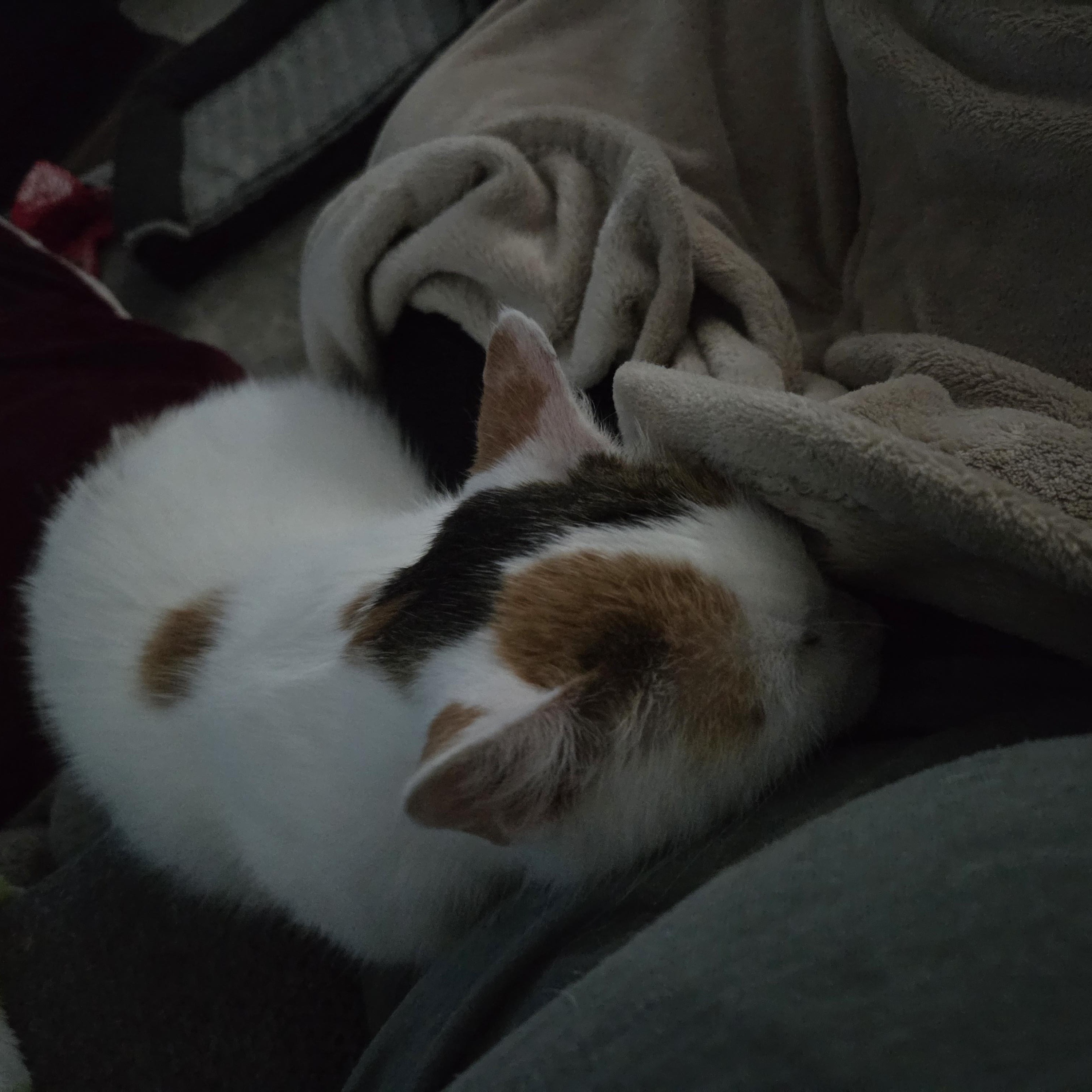 Enlarge Starburst, a Adoptable Domestic Medium Hair in Nashville, TN image 6/6