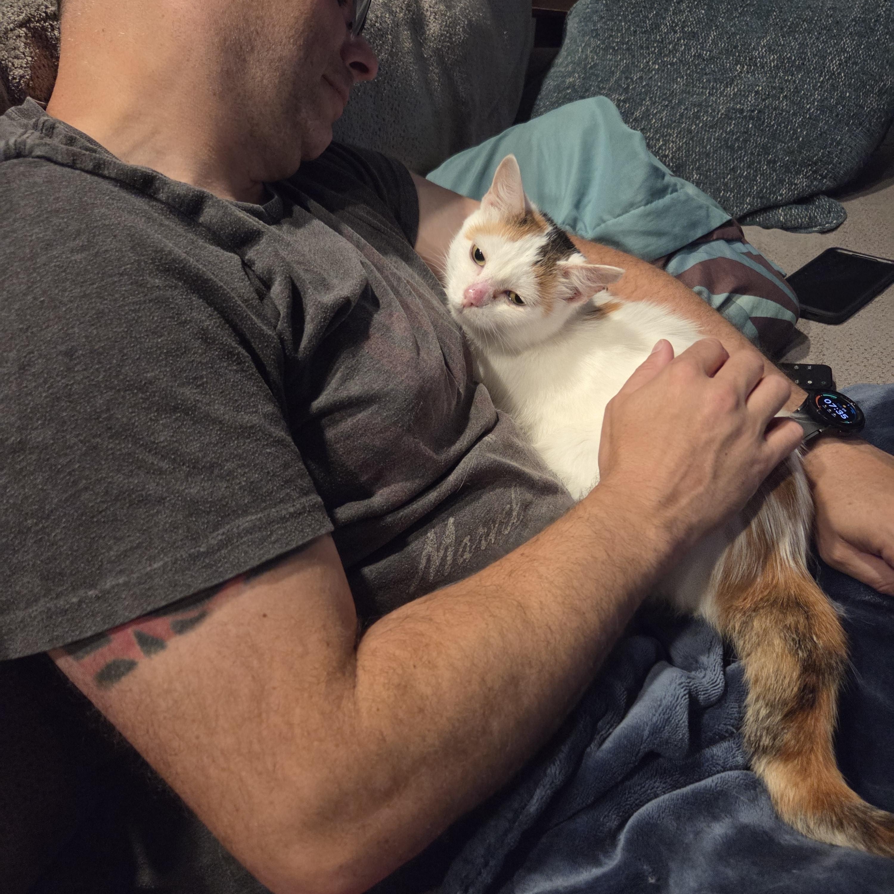 Enlarge Starburst, a Adoptable Domestic Medium Hair in Nashville, TN image 1/6