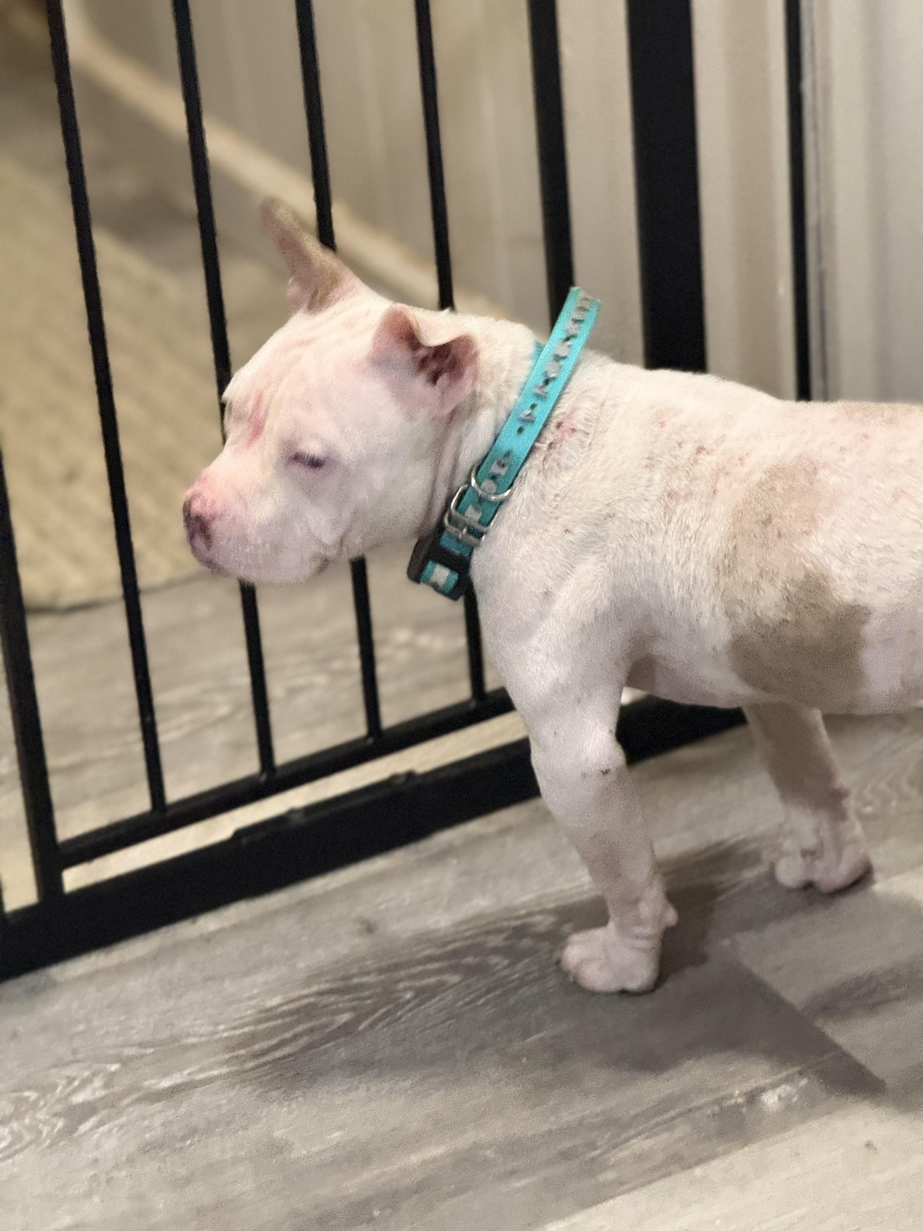 Cami, a Adoptable mixed breed in modesto, CA image 1/2