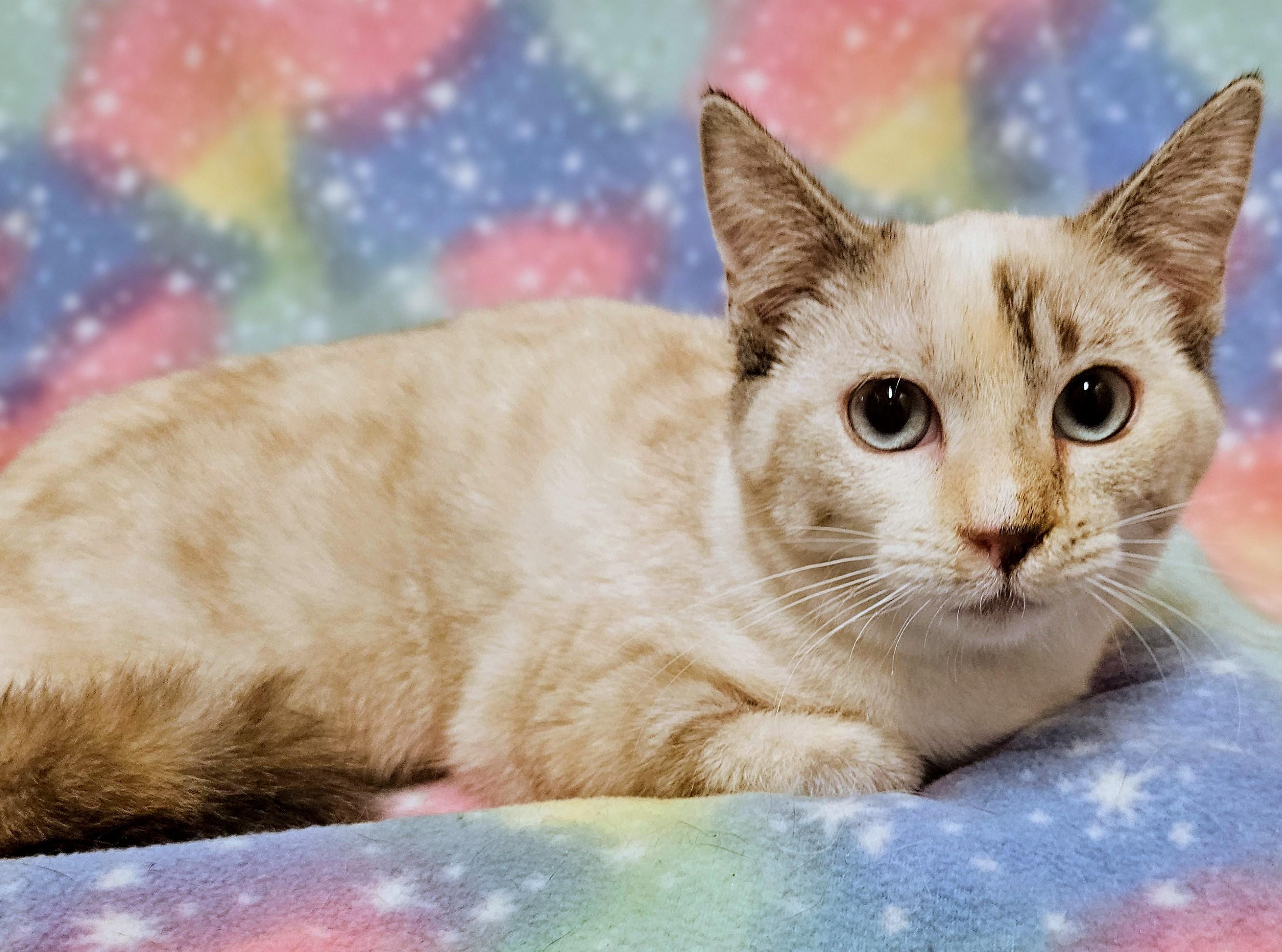 Enlarge Cali - Rancho Cucamonga PetSmart, a ADOPTABLE Siamese in Rancho Cucamonga, CA image 3/4