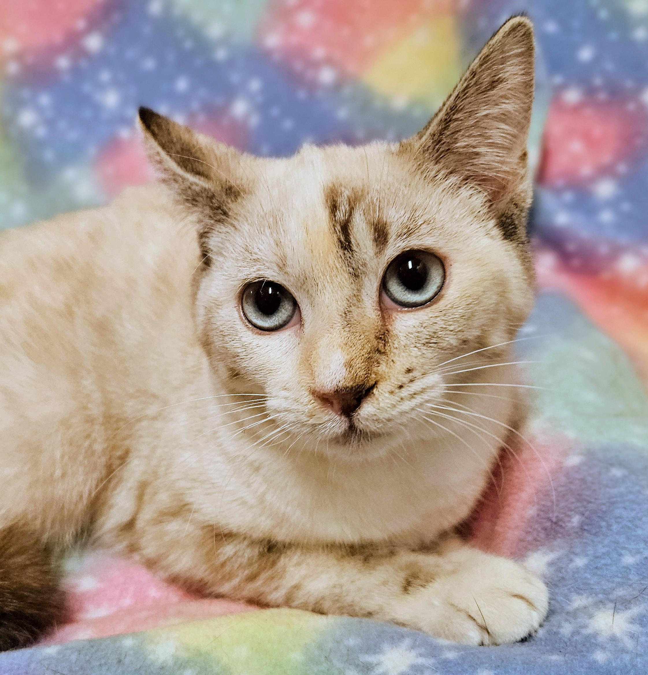 Enlarge Cali - Rancho Cucamonga PetSmart, a ADOPTABLE Siamese in Rancho Cucamonga, CA image 1/4