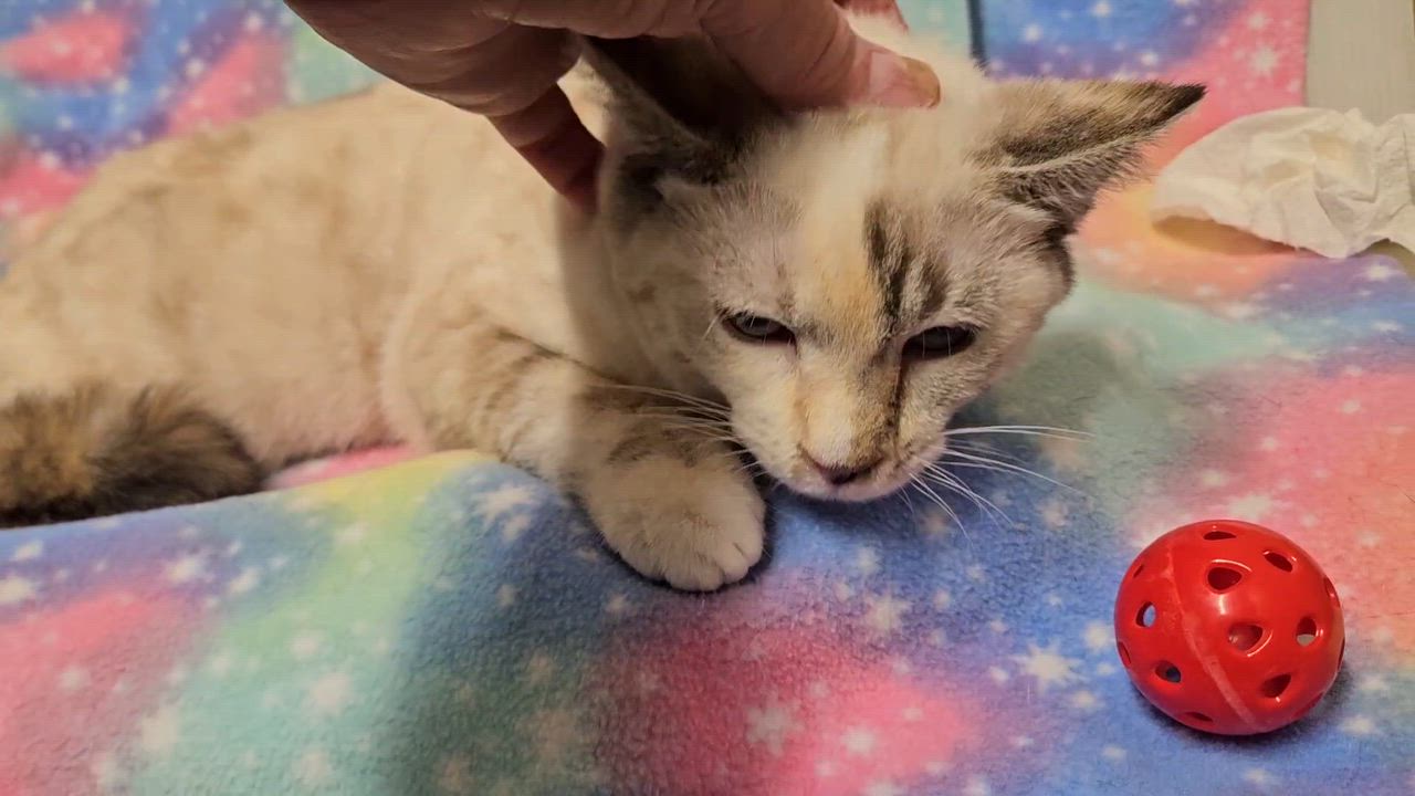 Enlarge Cali - Rancho Cucamonga PetSmart, a ADOPTABLE Siamese in Rancho Cucamonga, CA video 4/4