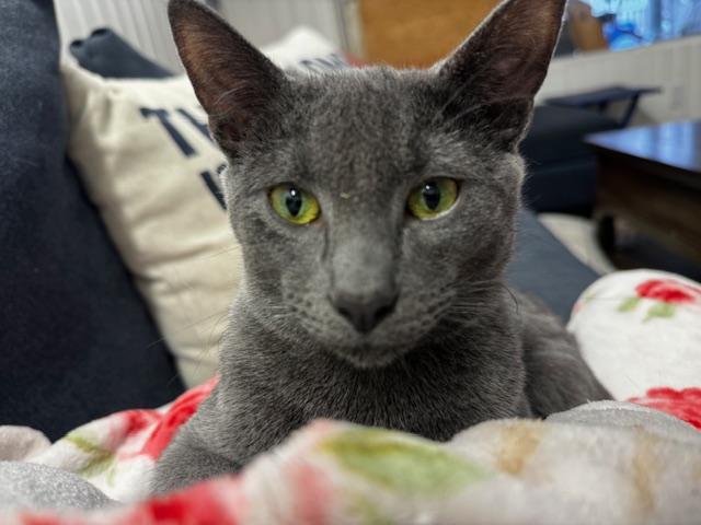 Zephyr, Adoptable, Kitten Male Domestic Short Hair.