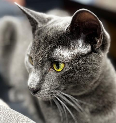 Zephyr, a Adoptable Domestic Short Hair in Schenectady, NY image 2/4