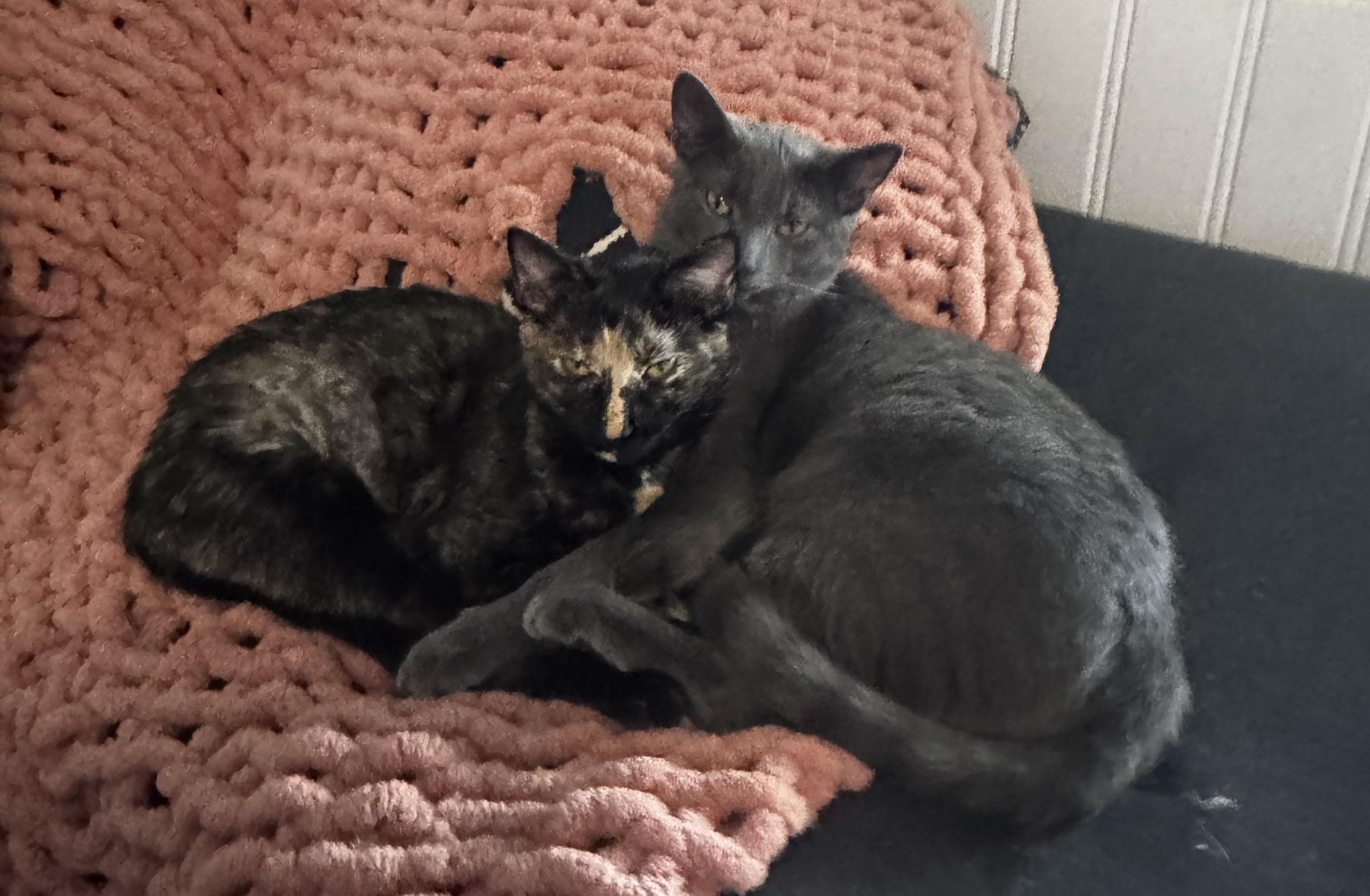 Zephyr, a Adoptable Domestic Short Hair in Schenectady, NY image 3/4