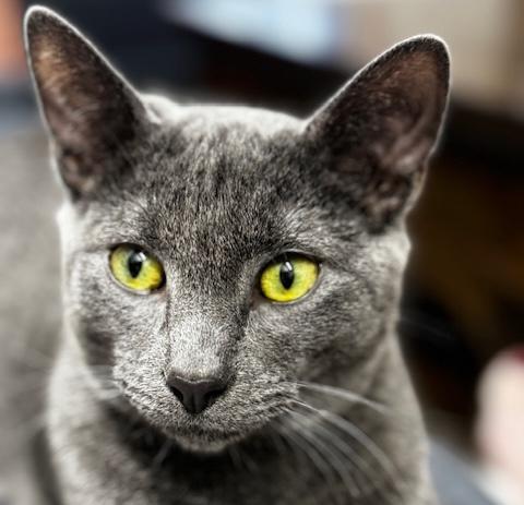 Zephyr, a Adoptable Domestic Short Hair in Schenectady, NY image 4/4