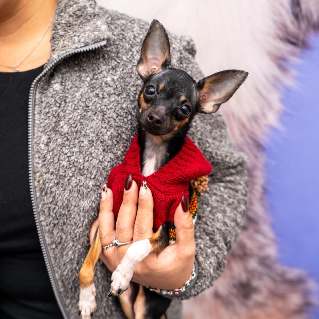 Macchiato thumbnail 2