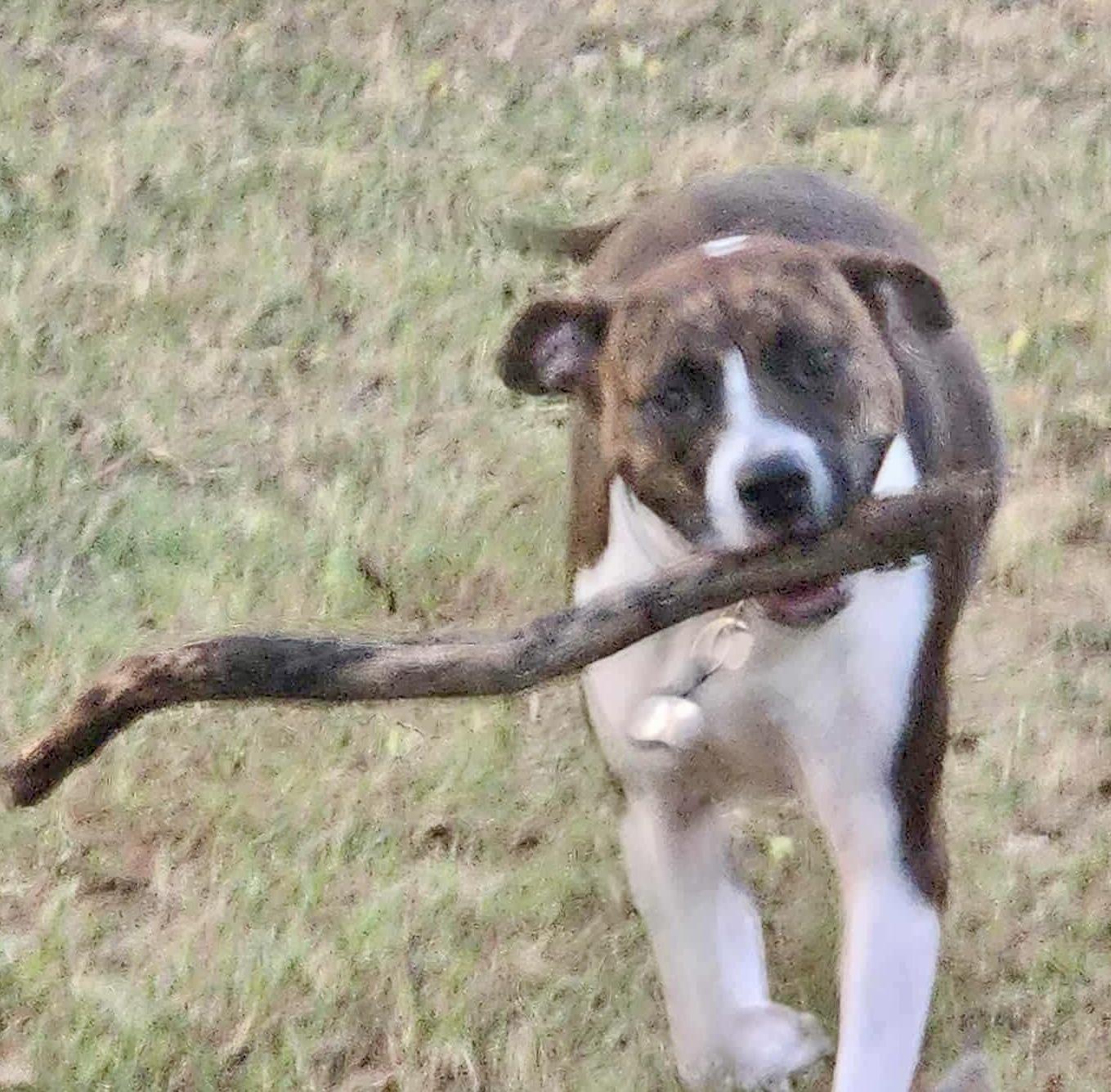 Narni, a Adoptable mixed breed in Bend, OR image 3/6