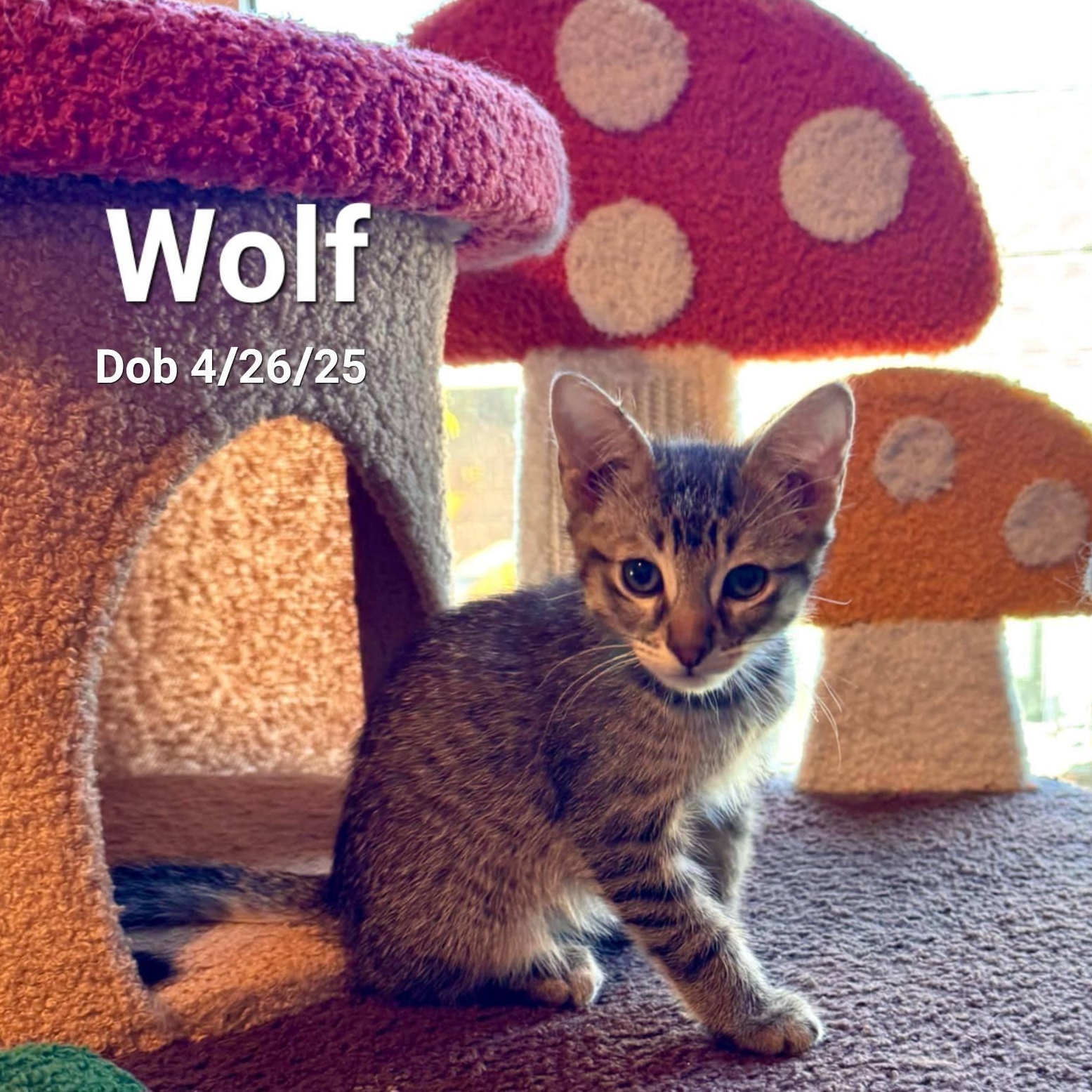 Wolf