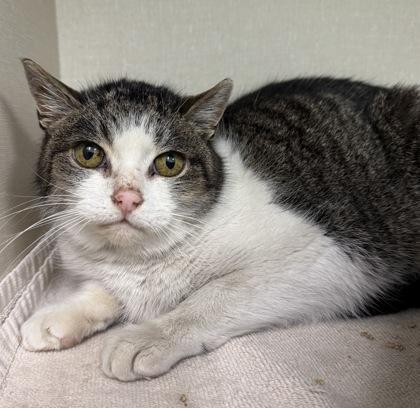 Enlarge Costa, a Adoptable mixed breed in Erin, ON image 1/2
