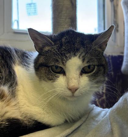 Enlarge Costa, a Adoptable mixed breed in Erin, ON image 2/2
