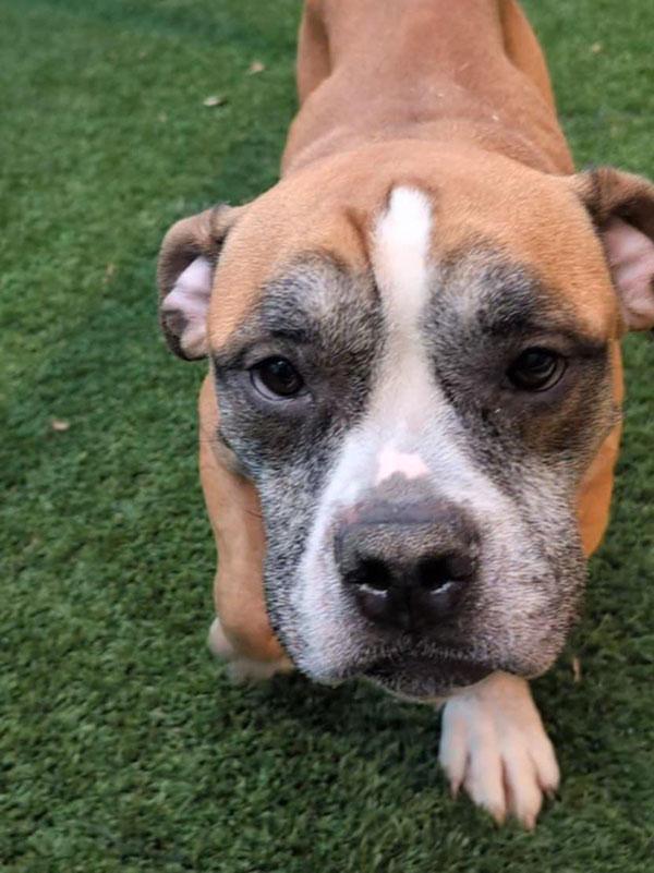 Shorty **Courtesy Post. Out of town pet. See below for details**