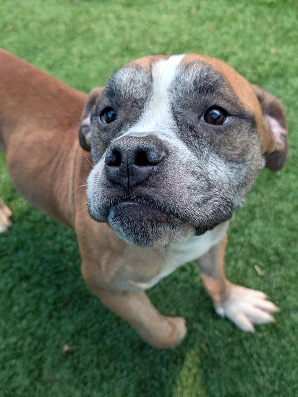 Shorty **Courtesy Post. Out of town pet. See below for details**
